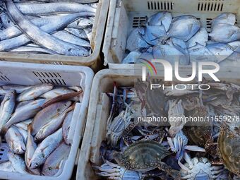 People buy seafood caught at Jimiya fishing port in Qingdao, Shandong province, China, on September 9, 2024. (