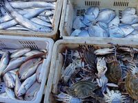 People buy seafood caught at Jimiya fishing port in Qingdao, Shandong province, China, on September 9, 2024. (