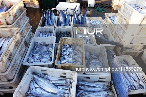 People buy seafood caught at Jimiya fishing port in Qingdao, Shandong province, China, on September 9, 2024. 