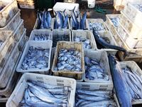 People buy seafood caught at Jimiya fishing port in Qingdao, Shandong province, China, on September 9, 2024. (