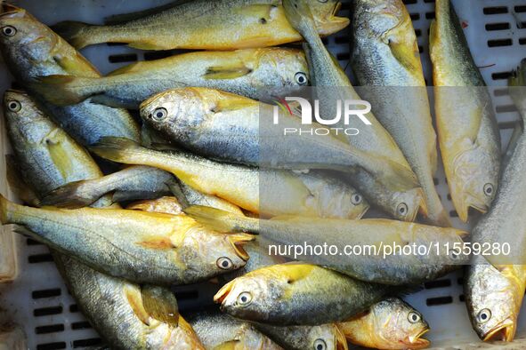 People buy seafood caught at Jimiya fishing port in Qingdao, Shandong province, China, on September 9, 2024. 