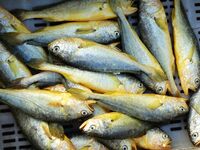 People buy seafood caught at Jimiya fishing port in Qingdao, Shandong province, China, on September 9, 2024. (