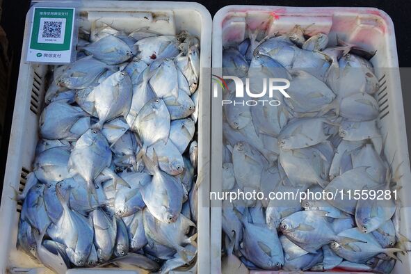 People buy seafood caught at Jimiya fishing port in Qingdao, Shandong province, China, on September 9, 2024. 