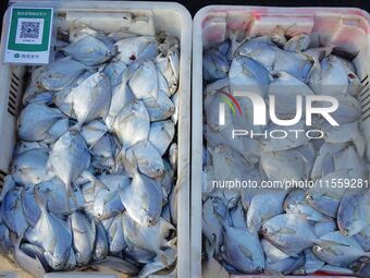 People buy seafood caught at Jimiya fishing port in Qingdao, Shandong province, China, on September 9, 2024. (