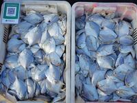 People buy seafood caught at Jimiya fishing port in Qingdao, Shandong province, China, on September 9, 2024. (