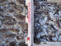 People buy seafood caught at Jimiya fishing port in Qingdao, Shandong province, China, on September 9, 2024. (