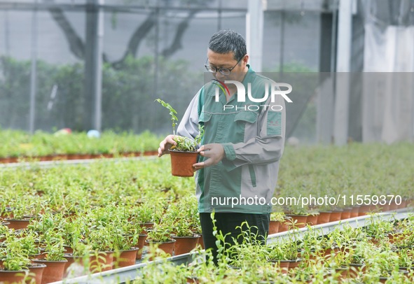 An agricultural technician checks the growth of Dendrobium officinale seedlings in an agricultural garden in Hangzhou, China, on September 9...