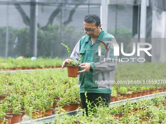 An agricultural technician checks the growth of Dendrobium officinale seedlings in an agricultural garden in Hangzhou, China, on September 9...