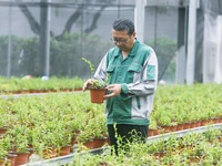 An agricultural technician checks the growth of Dendrobium officinale seedlings in an agricultural garden in Hangzhou, China, on September 9...