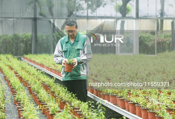 An agricultural technician checks the growth of Dendrobium officinale seedlings in an agricultural garden in Hangzhou, China, on September 9...