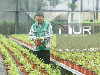 An agricultural technician checks the growth of Dendrobium officinale seedlings in an agricultural garden in Hangzhou, China, on September 9...