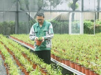 An agricultural technician checks the growth of Dendrobium officinale seedlings in an agricultural garden in Hangzhou, China, on September 9...