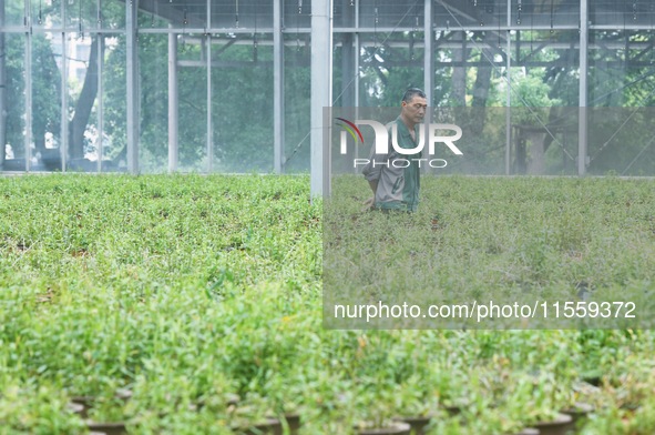 An agricultural technician checks the growth of Dendrobium officinale seedlings in an agricultural garden in Hangzhou, China, on September 9...