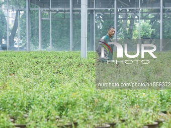 An agricultural technician checks the growth of Dendrobium officinale seedlings in an agricultural garden in Hangzhou, China, on September 9...