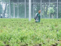 An agricultural technician checks the growth of Dendrobium officinale seedlings in an agricultural garden in Hangzhou, China, on September 9...