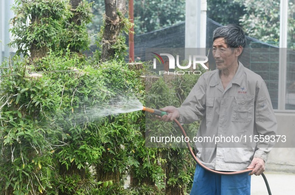 A villager waters dendrobium officinale planted on trees in an agricultural garden in Hangzhou, China, on September 9, 2024. 