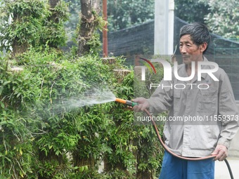 A villager waters dendrobium officinale planted on trees in an agricultural garden in Hangzhou, China, on September 9, 2024. (