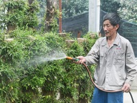 A villager waters dendrobium officinale planted on trees in an agricultural garden in Hangzhou, China, on September 9, 2024. (