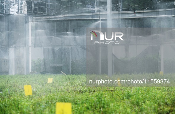 Dendrobium officinale seedlings are sprayed with water mist by an automatic water spraying facility at an agricultural park in Hangzhou, Chi...