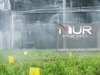 Dendrobium officinale seedlings are sprayed with water mist by an automatic water spraying facility at an agricultural park in Hangzhou, Chi...