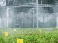 Dendrobium officinale seedlings are sprayed with water mist by an automatic water spraying facility at an agricultural park in Hangzhou, Chi...