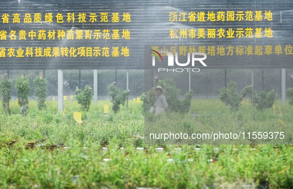 Dendrobium officinale seedlings are sprayed with water mist by an automatic water spraying facility at an agricultural park in Hangzhou, Chi...