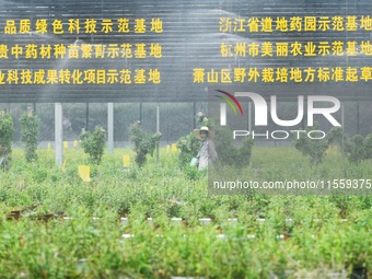 Dendrobium officinale seedlings are sprayed with water mist by an automatic water spraying facility at an agricultural park in Hangzhou, Chi...