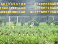 Dendrobium officinale seedlings are sprayed with water mist by an automatic water spraying facility at an agricultural park in Hangzhou, Chi...