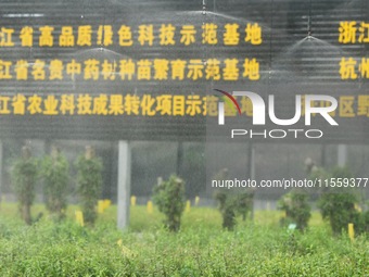 Dendrobium officinale seedlings are sprayed with water mist by an automatic water spraying facility at an agricultural park in Hangzhou, Chi...