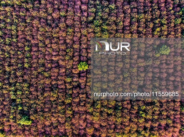 Maple leaves gradually turn red at Baima Lake Forest Park in Huai'an, China, on September 8, 2024. 