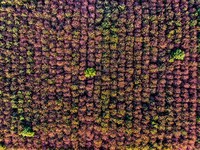 Maple leaves gradually turn red at Baima Lake Forest Park in Huai'an, China, on September 8, 2024. (