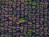 Maple leaves gradually turn red at Baima Lake Forest Park in Huai'an, China, on September 8, 2024. (