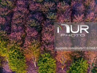 Maple leaves gradually turn red at Baima Lake Forest Park in Huai'an, China, on September 8, 2024. (