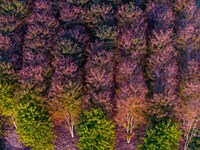 Maple leaves gradually turn red at Baima Lake Forest Park in Huai'an, China, on September 8, 2024. (