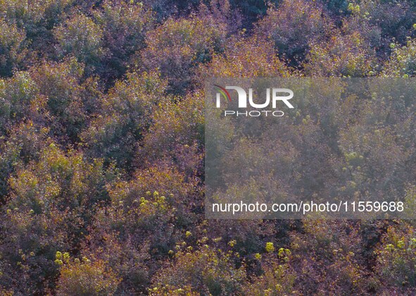 Maple leaves gradually turn red at Baima Lake Forest Park in Huai'an, China, on September 8, 2024. 