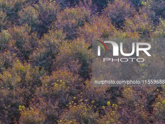 Maple leaves gradually turn red at Baima Lake Forest Park in Huai'an, China, on September 8, 2024. (