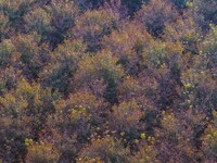 Maple leaves gradually turn red at Baima Lake Forest Park in Huai'an, China, on September 8, 2024. (