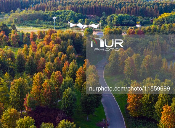 Maple leaves gradually turn red at Baima Lake Forest Park in Huai'an, China, on September 8, 2024. 