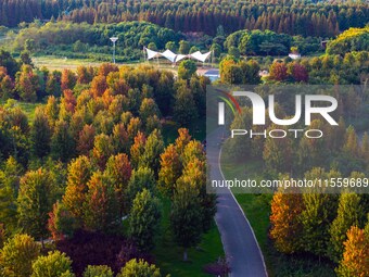 Maple leaves gradually turn red at Baima Lake Forest Park in Huai'an, China, on September 8, 2024. (