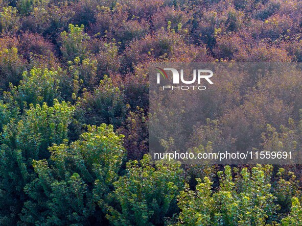 Maple leaves gradually turn red at Baima Lake Forest Park in Huai'an, China, on September 8, 2024. 