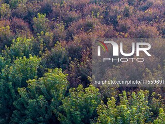 Maple leaves gradually turn red at Baima Lake Forest Park in Huai'an, China, on September 8, 2024. (