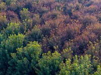 Maple leaves gradually turn red at Baima Lake Forest Park in Huai'an, China, on September 8, 2024. (