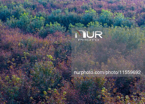 Maple leaves gradually turn red at Baima Lake Forest Park in Huai'an, China, on September 8, 2024. 