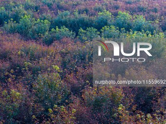 Maple leaves gradually turn red at Baima Lake Forest Park in Huai'an, China, on September 8, 2024. (