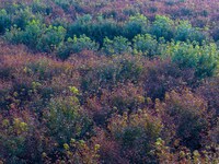 Maple leaves gradually turn red at Baima Lake Forest Park in Huai'an, China, on September 8, 2024. (