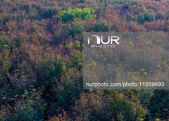 Maple leaves gradually turn red at Baima Lake Forest Park in Huai'an, China, on September 8, 2024. 