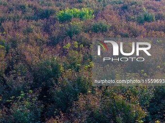 Maple leaves gradually turn red at Baima Lake Forest Park in Huai'an, China, on September 8, 2024. (