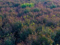 Maple leaves gradually turn red at Baima Lake Forest Park in Huai'an, China, on September 8, 2024. (