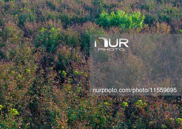 Maple leaves gradually turn red at Baima Lake Forest Park in Huai'an, China, on September 8, 2024. 