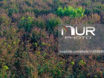 Maple leaves gradually turn red at Baima Lake Forest Park in Huai'an, China, on September 8, 2024. (